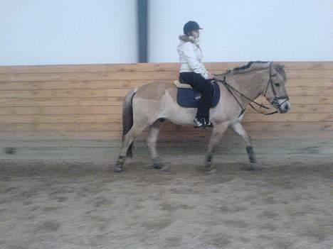 Fjordhest NapoleonSOOLGT billede 4