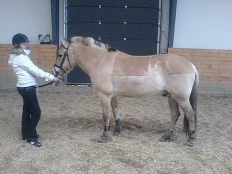 Fjordhest NapoleonSOOLGT billede 5