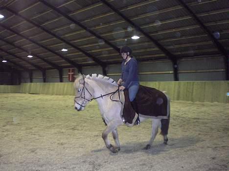 Fjordhest Sylvia *solgt* billede 2