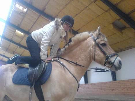 Fjordhest NapoleonSOOLGT billede 6