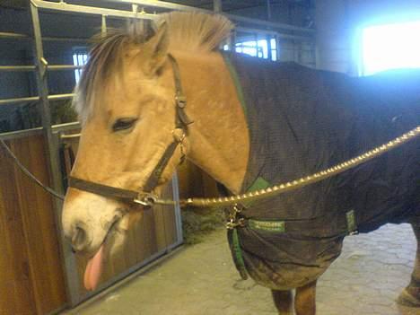 Fjordhest NapoleonSOOLGT billede 7