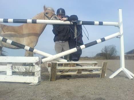 Fjordhest NapoleonSOOLGT - det hojeste napoleon har sprunget. 135cm...  billede 8