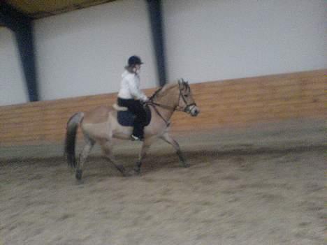 Fjordhest NapoleonSOOLGT billede 10