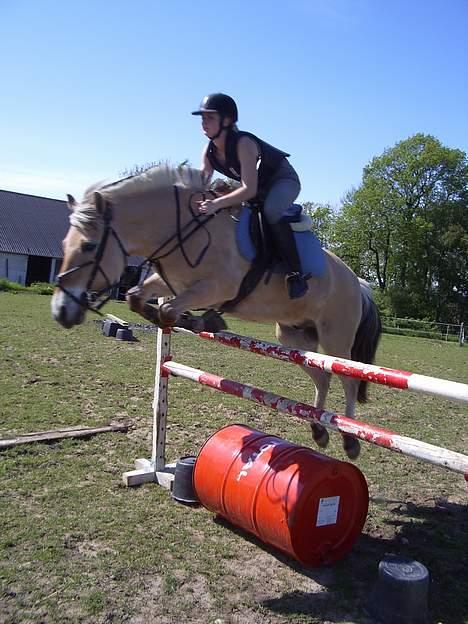 Fjordhest NapoleonSOOLGT - Napoleon springer med sin ejer 120 cm billede 11