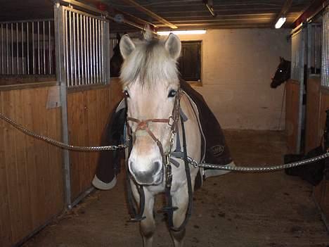 Fjordhest Sylvia *solgt* billede 4