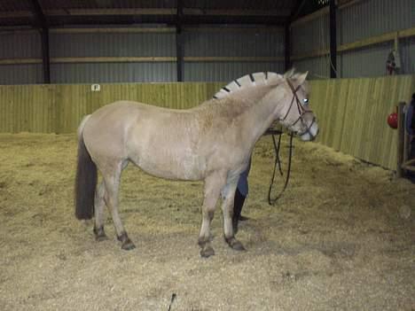 Fjordhest Sylvia *solgt* billede 5