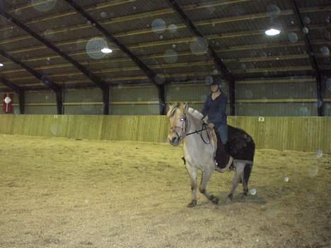 Fjordhest Sylvia *solgt* billede 7