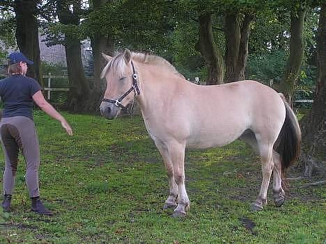 Fjordhest Sylvia *solgt* billede 8