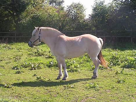 Fjordhest Sylvia *solgt* billede 9