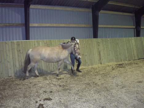 Fjordhest Sylvia *solgt* billede 10