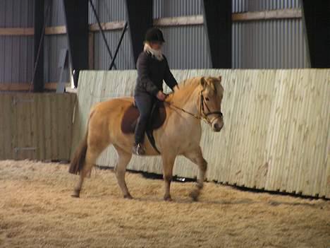 Fjordhest Sylvia *solgt* billede 11