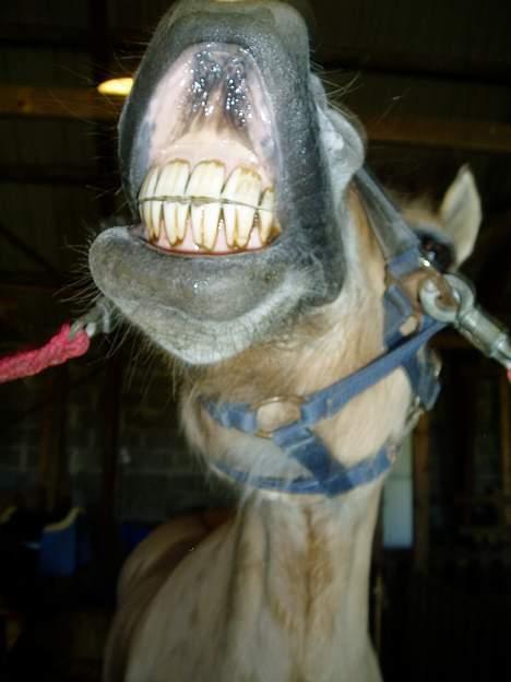 Fjordhest NapoleonSOOLGT billede 12