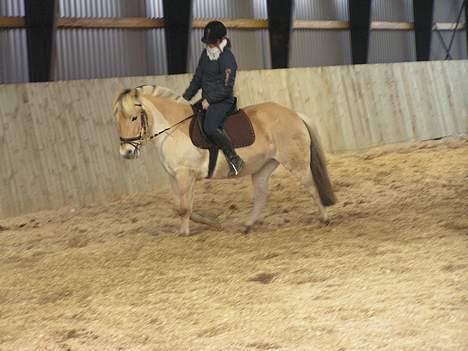 Fjordhest Sylvia *solgt* billede 12