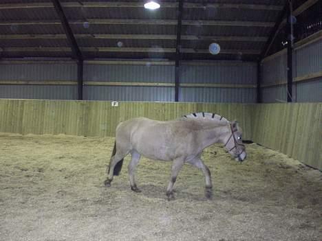 Fjordhest Sylvia *solgt* billede 13