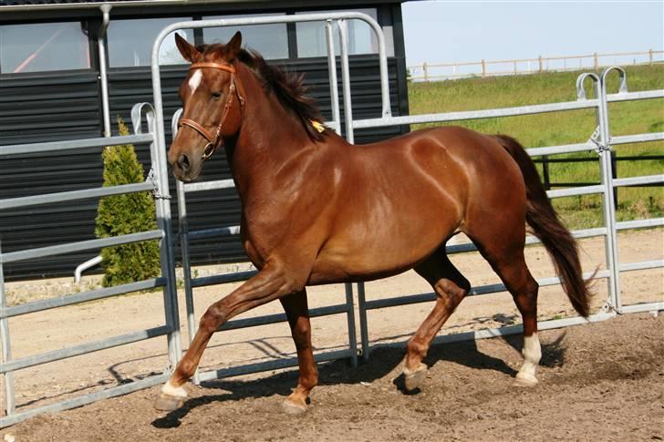 Anden særlig race Schakira Gøgholm - Fordi at trave i roundpennen er det tigerdyr gør bedst :P billede 4