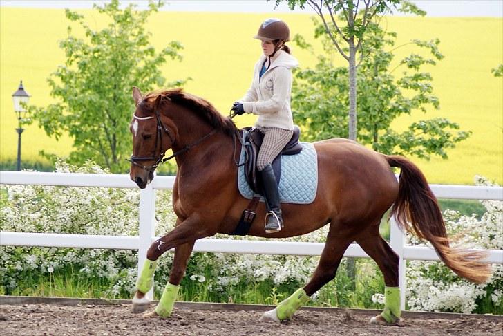 Anden særlig race Schakira Gøgholm - Arbejds galop :) billede 19