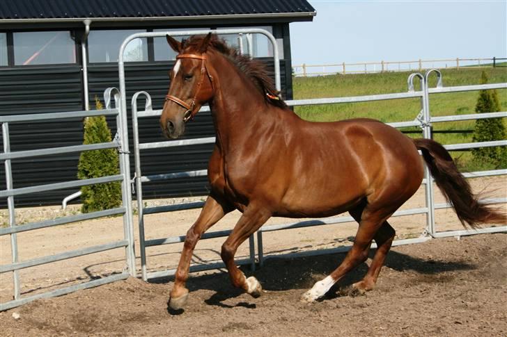 Anden særlig race Schakira Gøgholm - Fordi at galloppere er det tigerdyr gør bedst :P billede 10