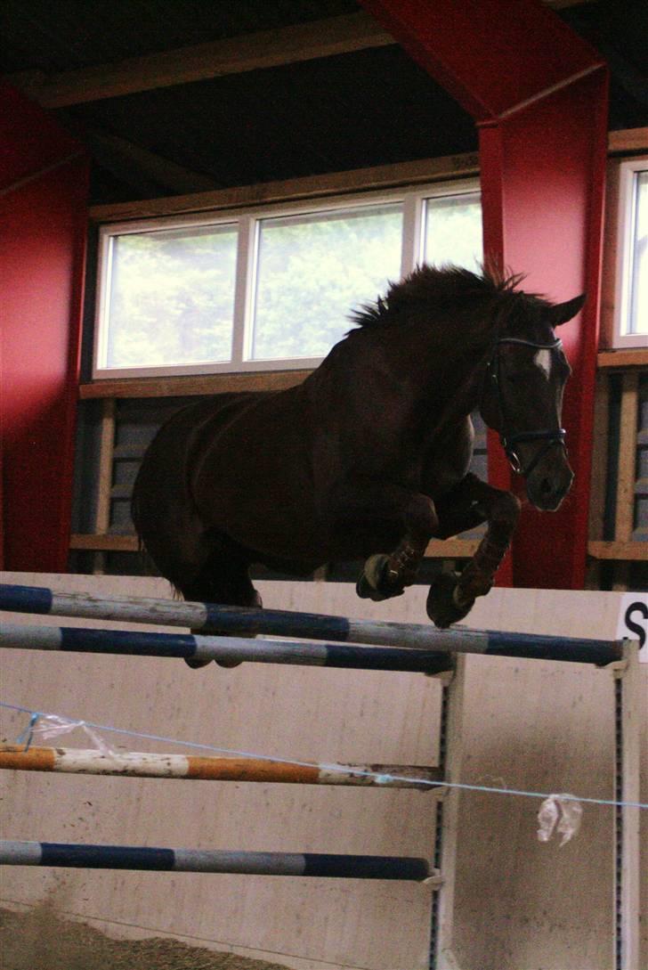 Anden særlig race Schakira Gøgholm - Fordi at løsspringe 170 er det tigerdyr gør bedst :P billede 21