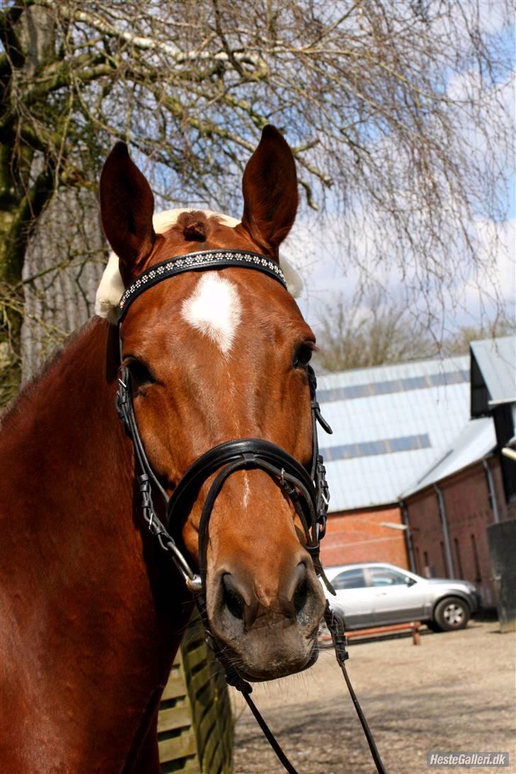 Anden særlig race Schakira Gøgholm - Fordi at være en engel er det tigerdyr gør bedst :P billede 23