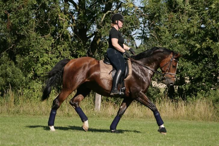 Dansk Varmblod Gladiator - Gladi og mig (Juli 2008) billede 19