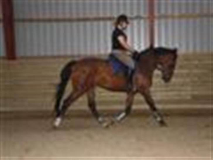 Anden særlig race Serrano - serrano ved tilridning ved monica. billede 1