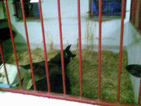 Anden særlig race Serrano - sover altså lidt privat liv TAK.....  billede 2