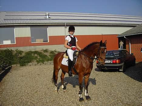 Hollandsk Sportspony Bobo (+Aflivet+) - VI SKAL TIL AT PÅ SPRINGBANNEN... VI SKAL SPRINGE 60 CM !! billede 4