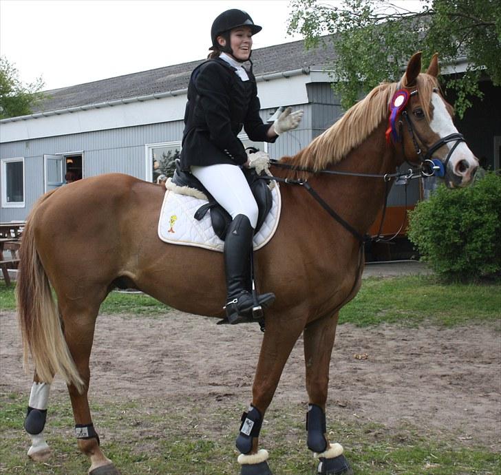 Dansk Varmblod Gaston Nørgaard billede 10