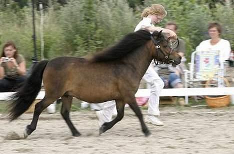 Shetlænder Thorshøjs Lif  - Lif til kåring. foto : kirsten ellebæk billede 2