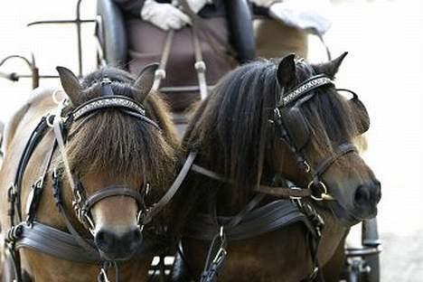 Shetlænder Thorshøjs Lif  - Lif og fudge Lif står til højre. foto : kirsten ellebæk billede 5