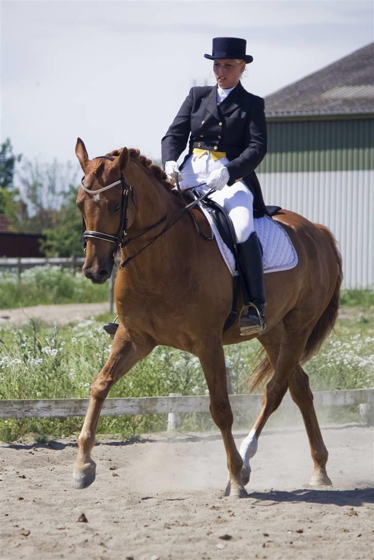 Trakehner Hannibal R.I.P billede 9
