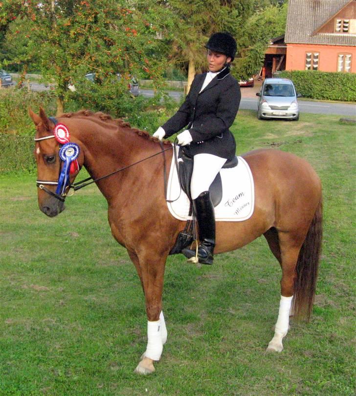 Trakehner Hannibal R.I.P billede 10