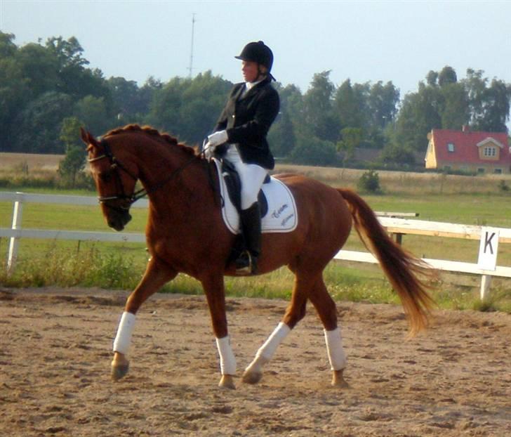 Trakehner Hannibal R.I.P billede 11