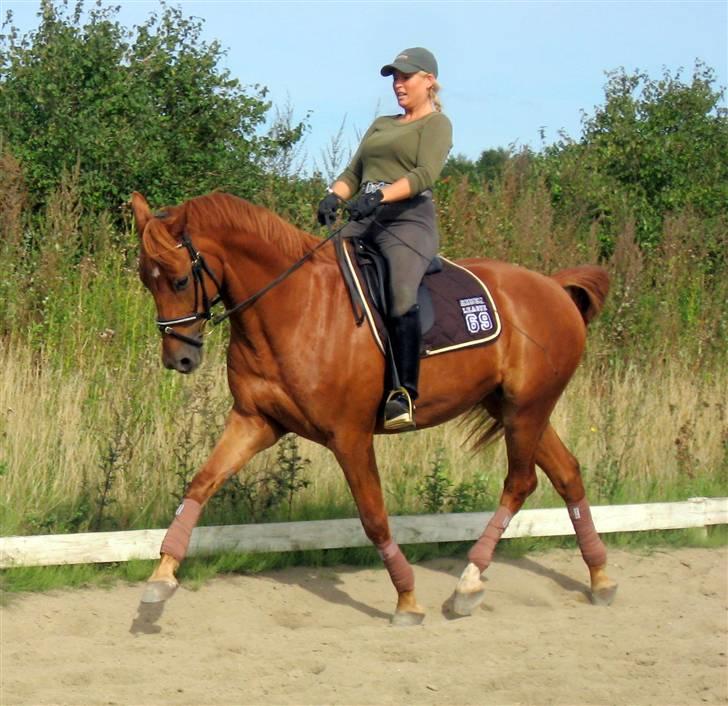 Trakehner Hannibal R.I.P billede 13