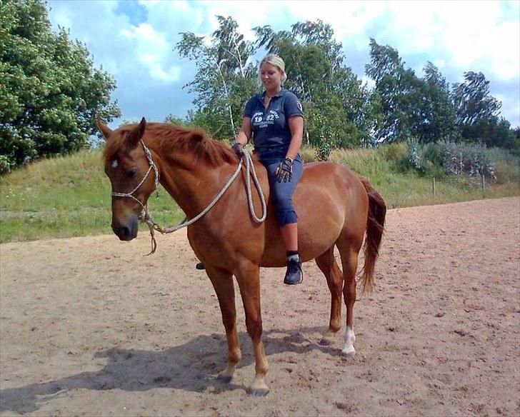 Trakehner Hannibal R.I.P - hygge fra både jorden og ryggen billede 14