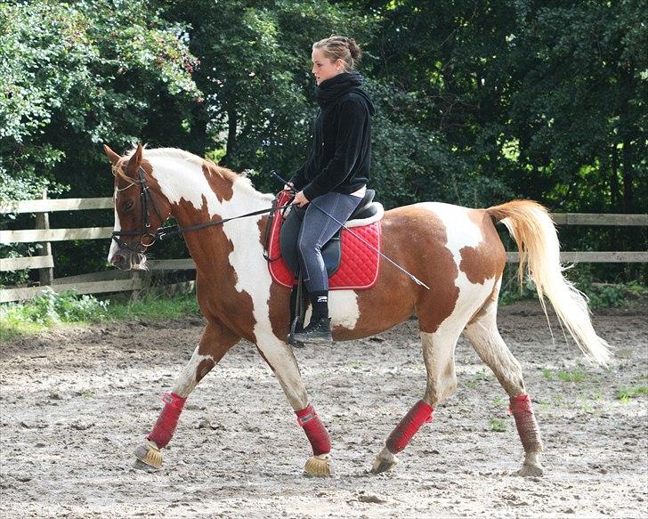 Hollandsk Sportspony Jangalene/ Freja  * R.I.P* - 7* Dressur trav, sep 10 :) billede 7