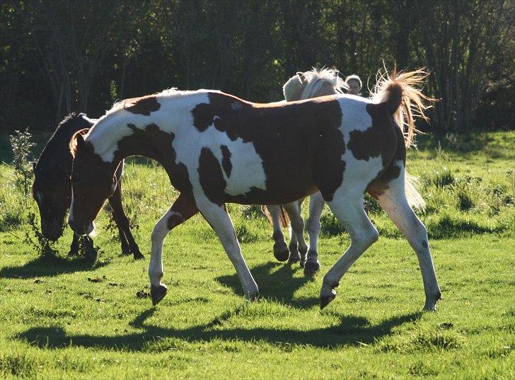 Hollandsk Sportspony Jangalene/ Freja  * R.I.P* - 8* blærerøven giver den gas ;) billede 8