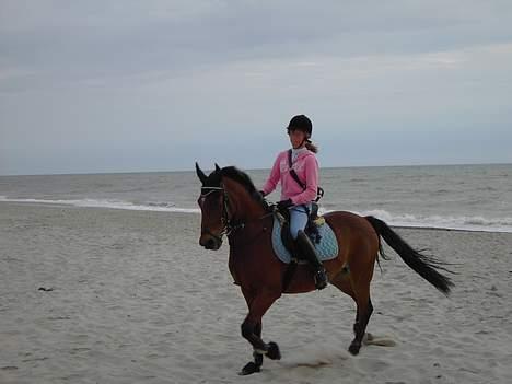 Hollandsk Sportspony Bobo (+Aflivet+) - HER RIDER VI VED VESTERHAVET... billede 7