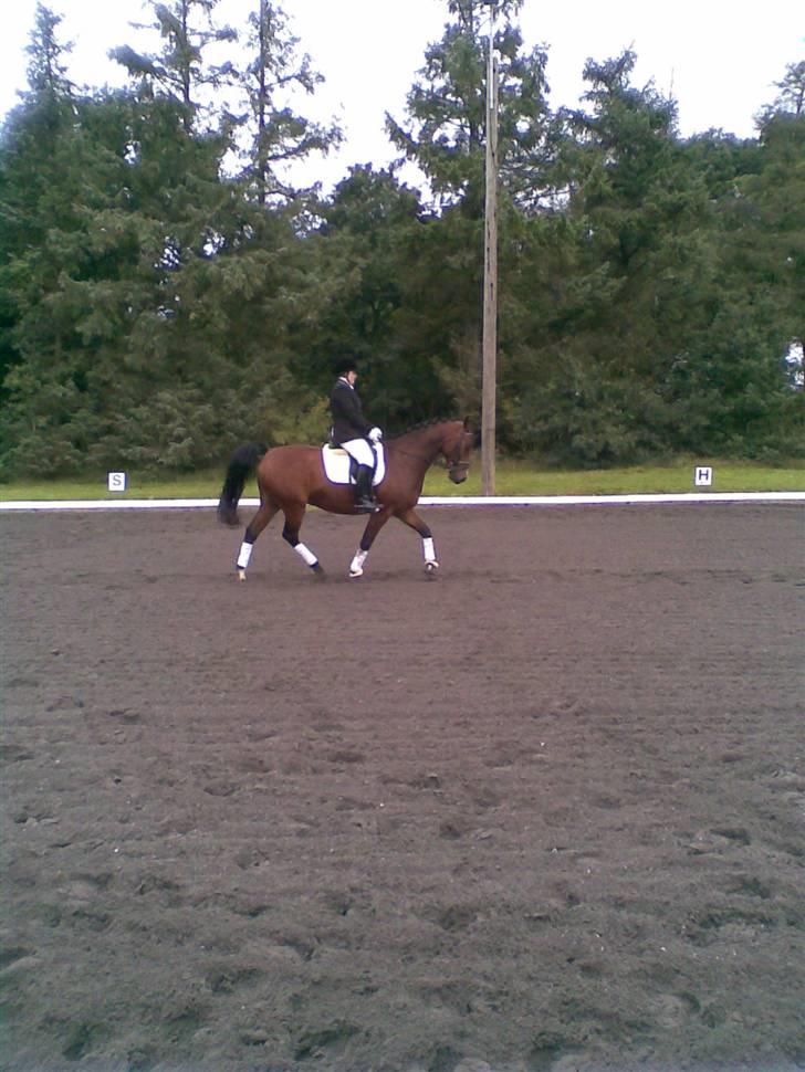 Oldenborg Dufaux - Tidl hest - Stævne i bramming billede 17