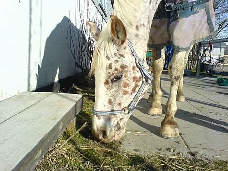 Appaloosa Spotlight / red / - Græs billede 13