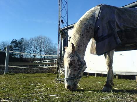 Appaloosa Spotlight / red / billede 14