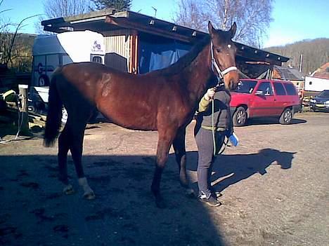 Anden særlig race Serrano billede 6