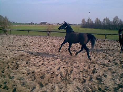 Anden særlig race Mibell (solgt) billede 13