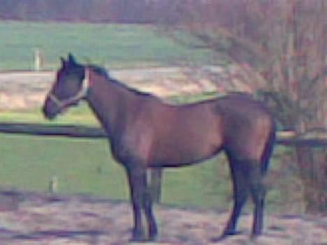 Anden særlig race Mibell (solgt) billede 14