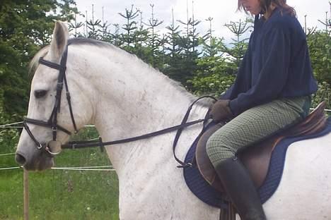 Anden særlig race Zar *SOLGT* - ihh flotte <33 billede 1