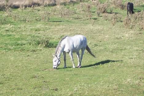 Anden særlig race Zar *SOLGT* - billedet er taget den dag jeg fik ham  billede 2