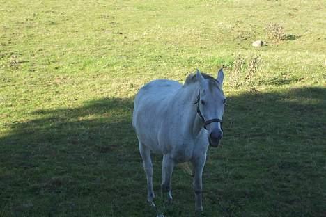 Anden særlig race Zar *SOLGT* - billedet er taget den dag jeg fik min evigt elskede Zar billede 3