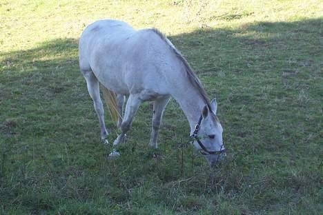 Anden særlig race Zar *SOLGT* - nurh så fin billede 4