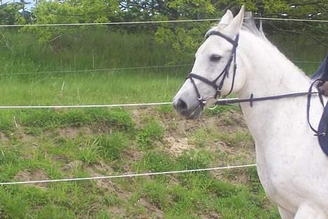 Anden særlig race Zar *SOLGT* - ejj Zar du er da bare lige for dejlig billede 5