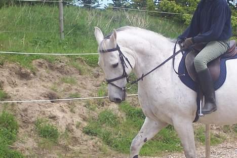 Anden særlig race Zar *SOLGT* - så fint, så fint :D billede 6